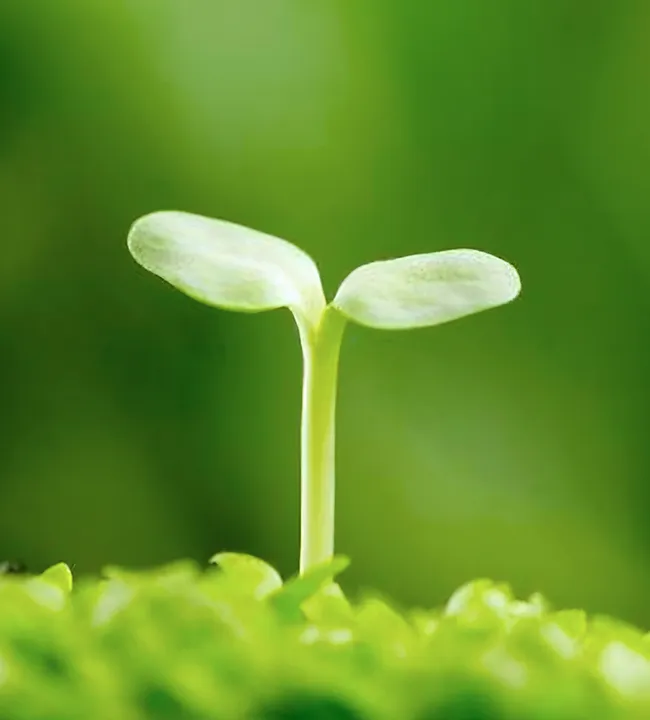 Planting-Container-Features