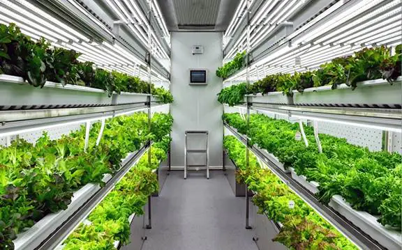 Inside of Shipping Container Farm
